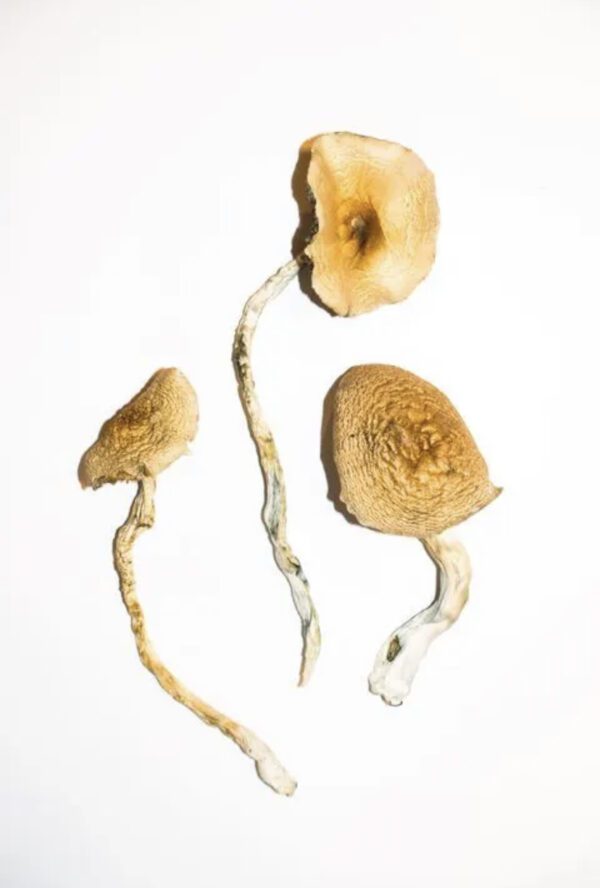 Golden Teachers Magic Mushrooms